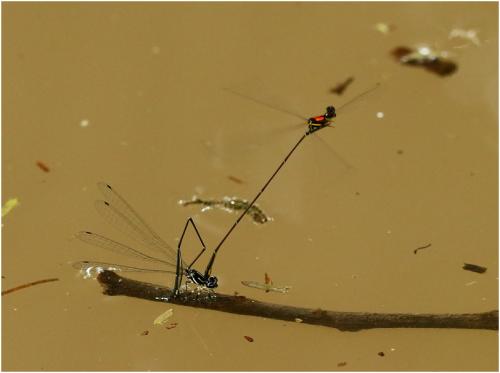 Réf. 187 037 : Protoneura scintilla
