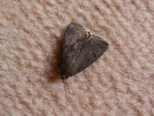 Réf. 187 278 : Amphipyra tragopoginis