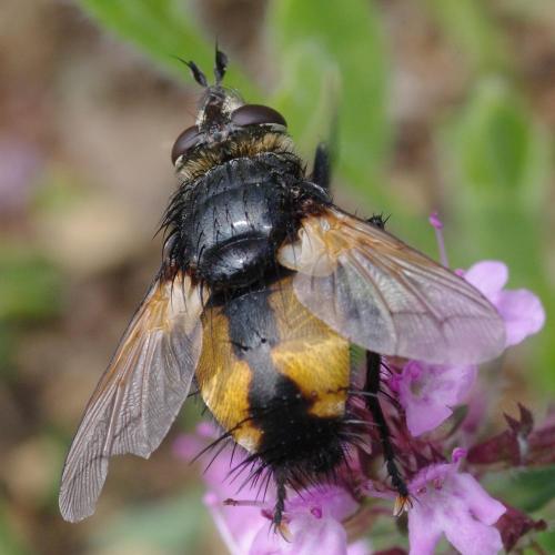 Réf. 187 500 : Nowickia sp.