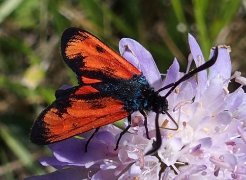 Réf. 187 241 : Zygaena transalpina