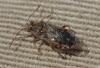 Liorhyssus hyalinus