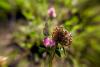187262 – Photo : BourrinOman – France (83)