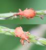Apion frumentarium