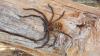 187540 – Photo : Manon – Madagascar