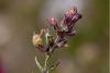 187377 – Photo : Pierre Duhem – Belgique