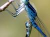 Coenagrion scitulum