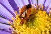 Deraeocoris ruber