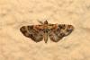 187268 – Photo : Thierry Madigou – France (35)