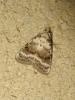 187170 – Photo : The Ghost Nightjar – France (56)
