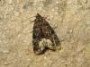 187823 – Photo : The Ghost Nightjar – France (56)