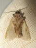 187739 – Photo : The Ghost Nightjar – France (56)