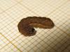 187971 – Photo : The Ghost Nightjar – France (56)