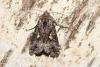 187460 – Photo : Michel Ehrhardt – France (68)