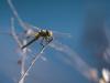 Sympetrum fonscolombii