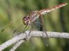 187623 – Photo : Alain Gérard – France (66)