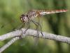 187657 – Photo : Alain Gérard – France (66)