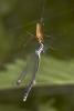 Coenagrion puella