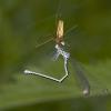 Coenagrion puella