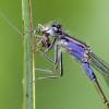 Ischnura elegans