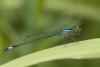 Ischnura elegans