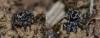 187236 – Photo : gyps – France (38)