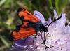 187241 – Photo : Thierry roy – France (78)