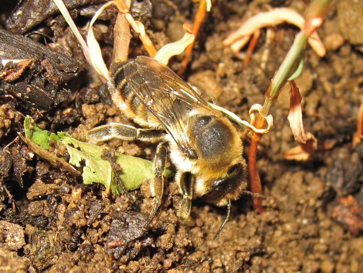 The Ghost Nightjar - Megachile (Xanthosarus) willughbiella - réf. 187775 (748 x 562 pixels, 137 ko)