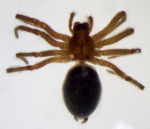 Agelena labyrinthica