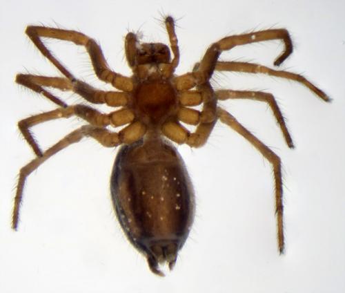 Réf. 188 735 : Agelena labyrinthica