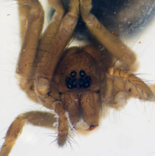 Réf. 188 736 : Agelena labyrinthica