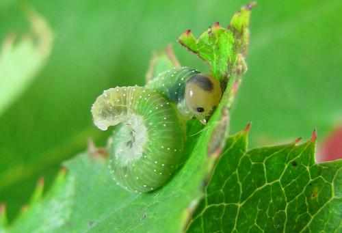 Emphytus cinctus