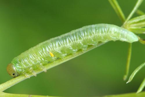 Réf. 188 953 : Euura clitellata
