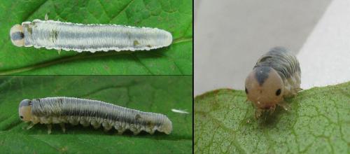 Réf. 188 185 : Monostegia abdominalis