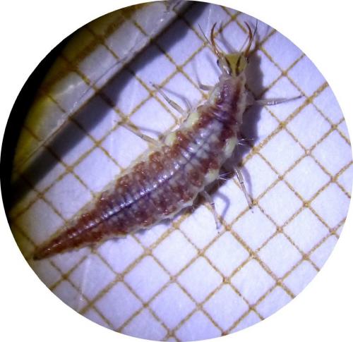 Chrysoperla sp.