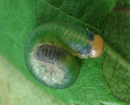 Emphytus cinctus