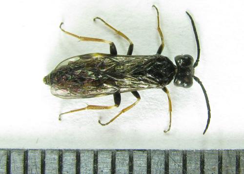 Emphytus cinctus