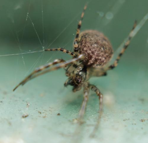Réf. 188 922 : Metellina merianae
