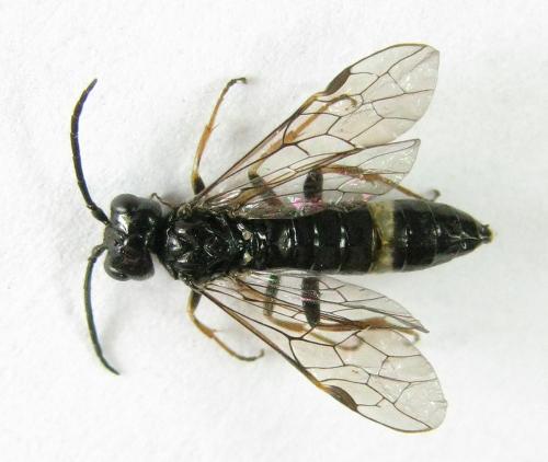 Emphytus cinctus