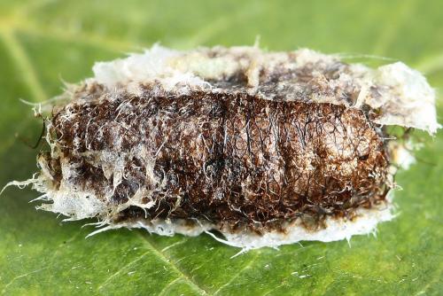 Réf. 188 957 : Euura clitellata