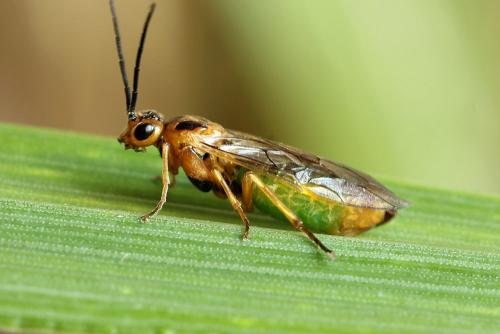 Réf. 188 958 : Euura clitellata