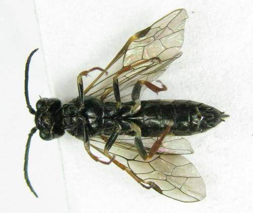 Emphytus cinctus