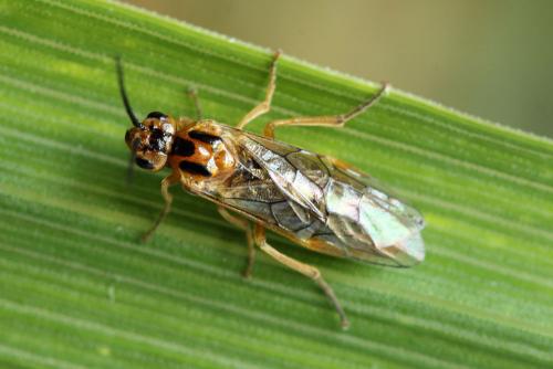 Réf. 188 959 : Euura clitellata
