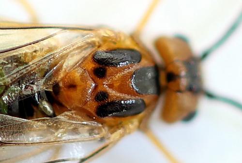Réf. 188 960 : Euura clitellata