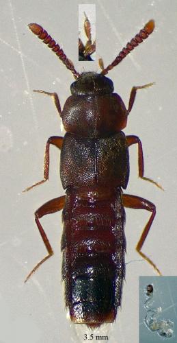 Euryusa optabilis