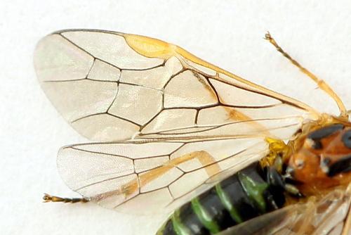 Euura clitellata