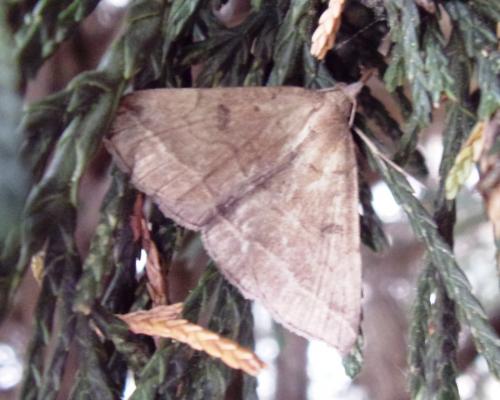 Pechipogo plumigeralis