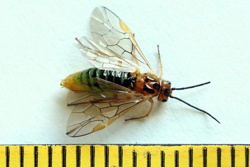 Euura clitellata