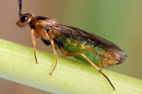 Réf. 188 984 : Euura clitellata