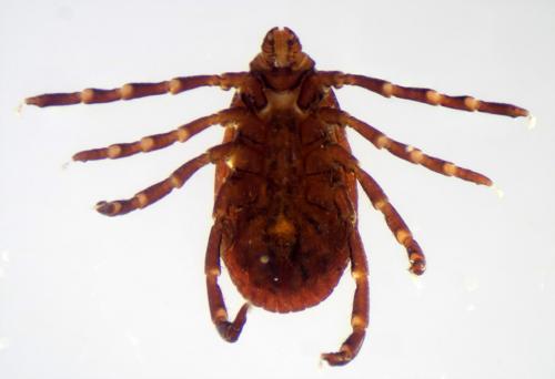 Rhipicephalus sanguineus