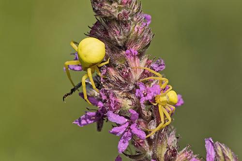 Misumena vatia